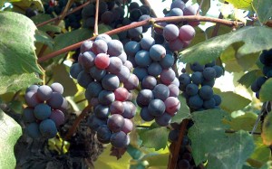 water into wine