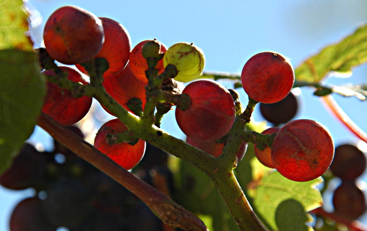 abide in the vine