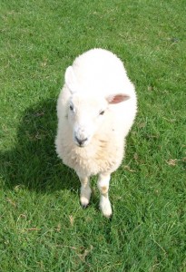 lamb as white as snow