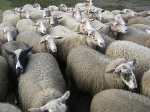 feed my sheep