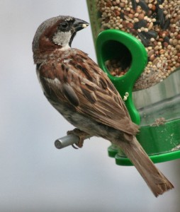 sparrow