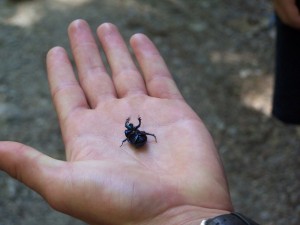 bug