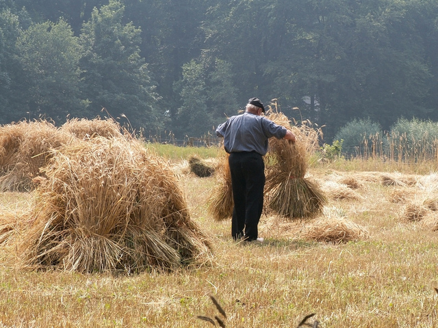harvest