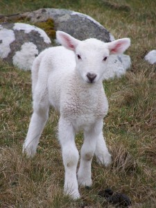 sheep without a shepherd