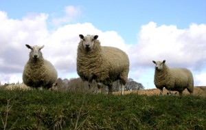 sheep