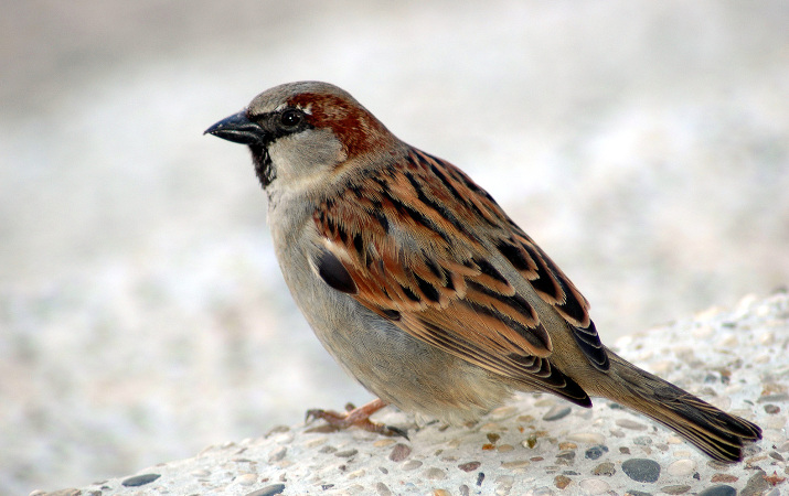 sparrow