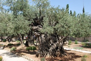 Garden of Gethsemane
