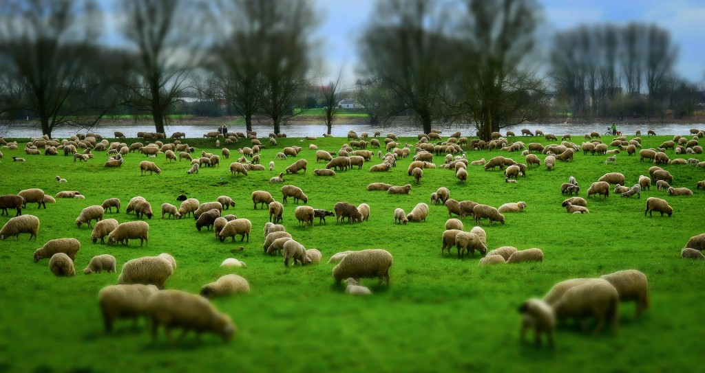Good Shepherd
