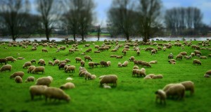 Good Shepherd