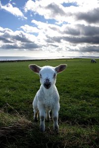 The Good Shepherd