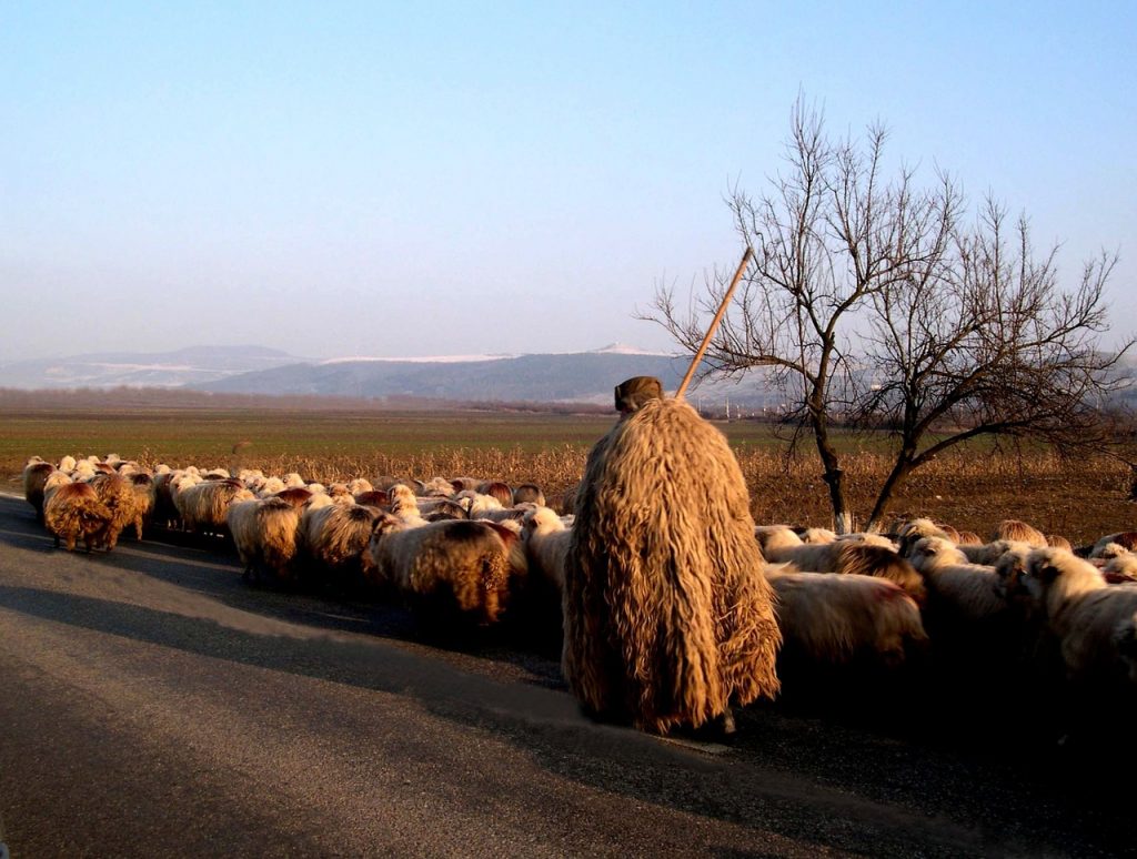 The Good Shepherd