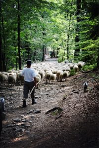 The Good Shepherd