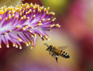 resurrection in creation