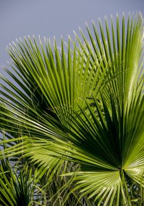 Palm Sunday