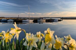 Daffodils