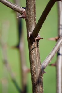 crown of thorns