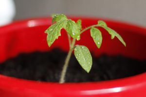 mustard seed