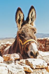 Prophecies About Jesus