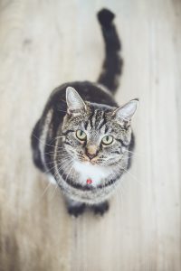animals in heaven