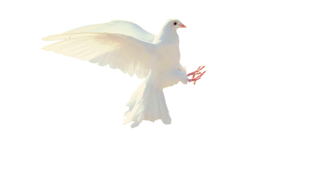 dove