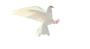 dove