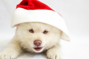 wonderful Christmas