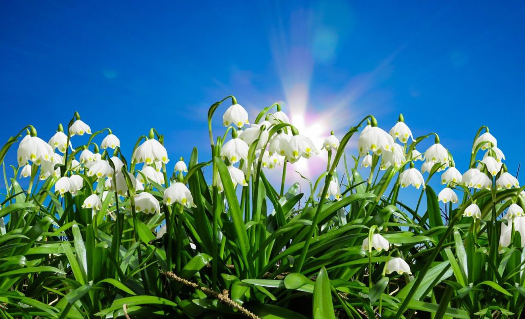 living hope
