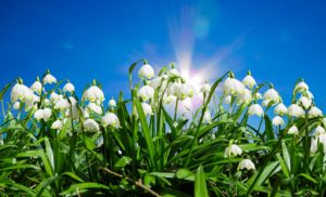 living hope