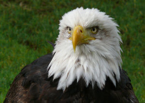 Prince Rupert