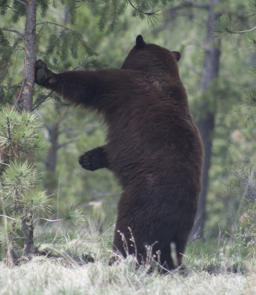 bear scare