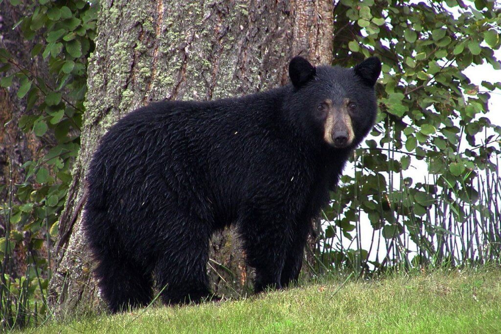 bear scare