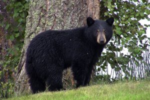 bear scare