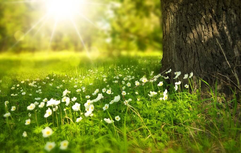 A Living Hope- Anchored In The Kingdom Of God