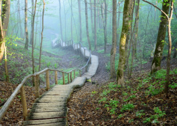 staiway in forest disappearing in strong fog Special Interest