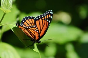 Monarch Butterfly