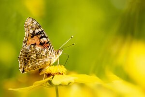 resurrection and life