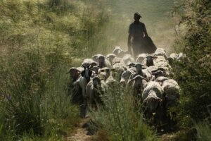 sheep and shepherd