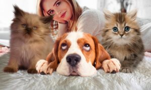 puppies and kittens