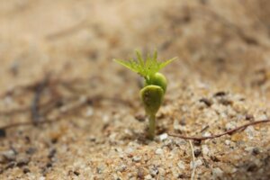 germination