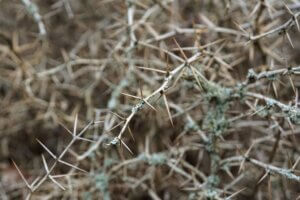 thorns