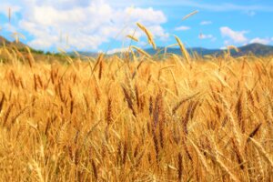wheat field