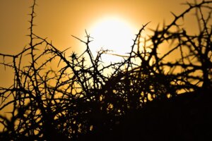 Thorny Ground