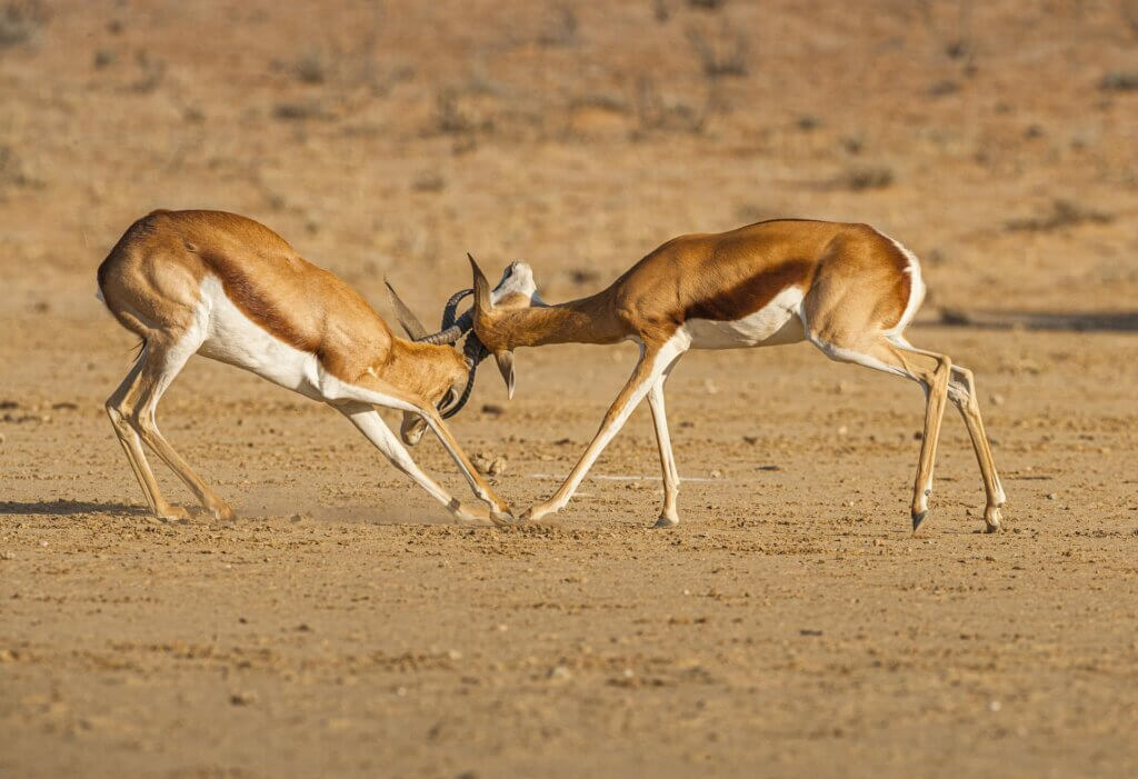 Conflict