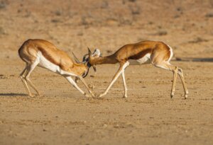Conflict