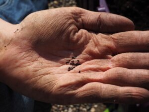 Parable of the Sower