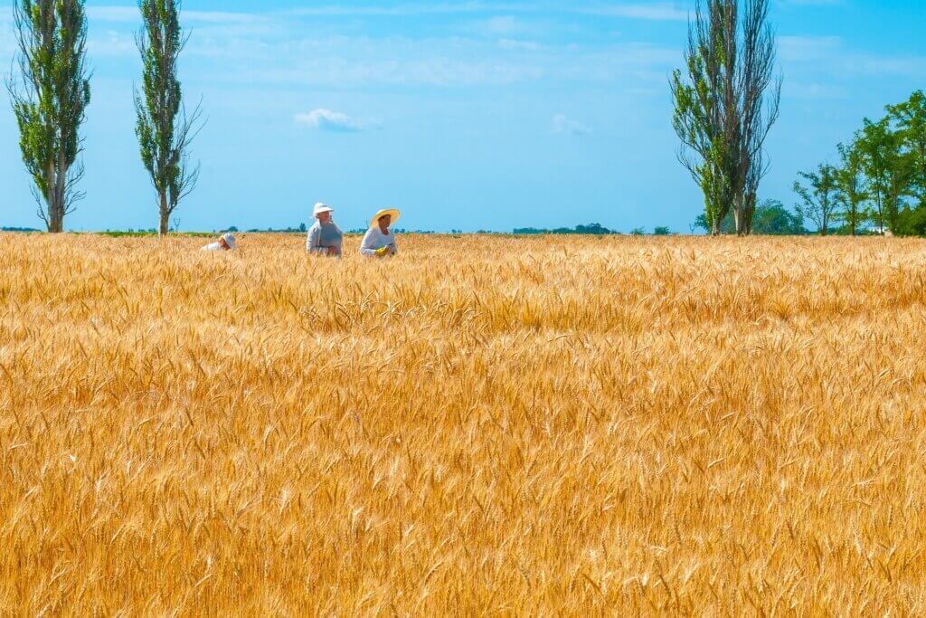 wheat field