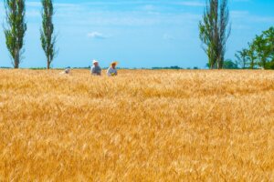 wheat field