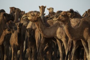camels
