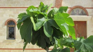 Fig Tree