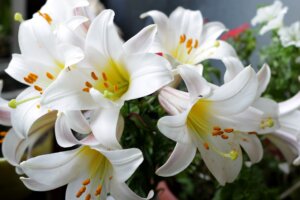 Easter Lilies